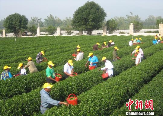 援外班学员在茶园实践。　严利人 摄