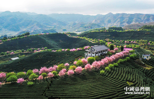 漳平台品樱花茶园