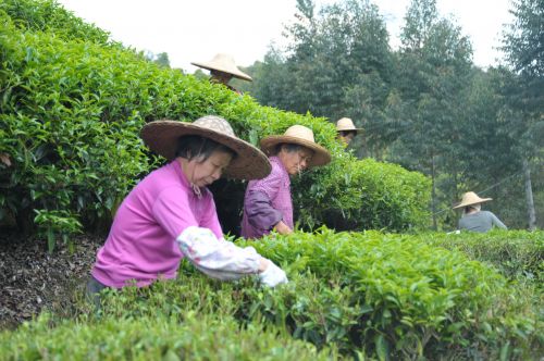 引进台湾企业发展茶叶种植。（钟兴明 摄）