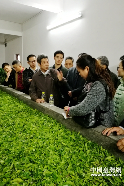 台湾茶叶专家陈振芳到清凉村家家发专业合作社茶园基地的茶叶生产车间具体指导茶叶制作技艺。