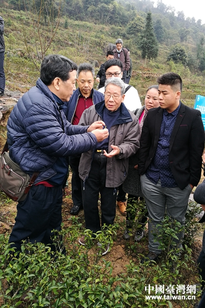 台湾茶叶专家陈善芳到清凉村家家发专业合作社茶园基地指导茶叶种植及采摘相关知识及技巧。